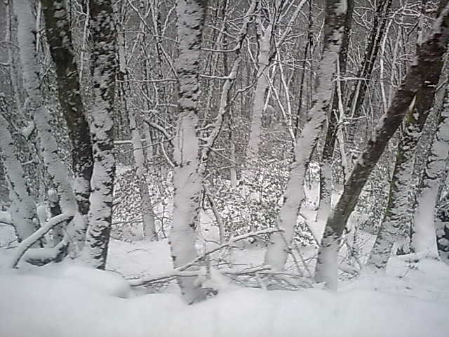 photos de dÇneigement 178.jpg